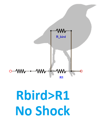 Why Does Bird Not Get Shock on Transmission lines?